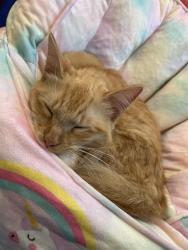 Lost Female Cat last seen Almondridge park , Antioch, CA 94509