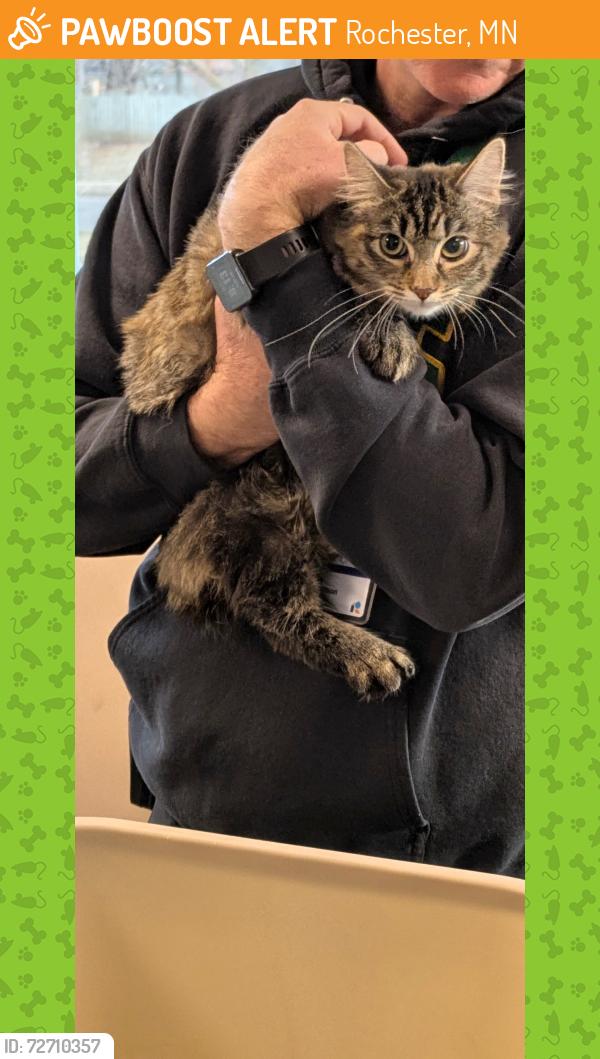 Found/Stray Unknown Cat last seen Gage Elementary , Rochester, MN 55901
