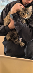 Found/Stray Unknown Cat last seen Gage Elementary , Rochester, MN 55901