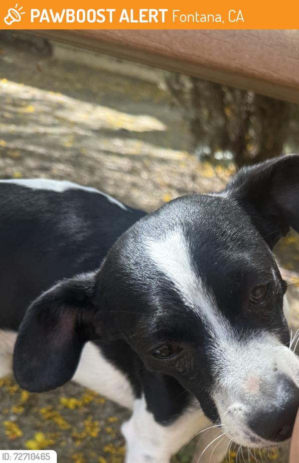 Found/Stray Male Dog last seen Cypress Ave and Valley Blvd, Fontana, CA 92335