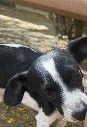 Found/Stray Male Dog last seen Cypress Ave and Valley Blvd, Fontana, CA 92335