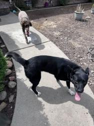 Found/Stray Unknown Dog last seen Rose ave and Orangeburg, Modesto, CA 95354