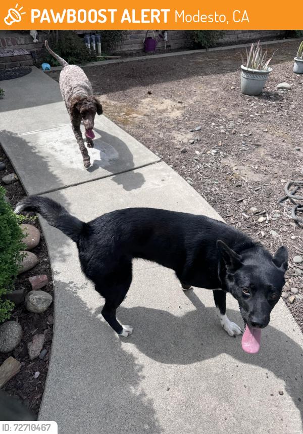 Found/Stray Unknown Dog last seen Rose ave and Orangeburg, Modesto, CA 95354