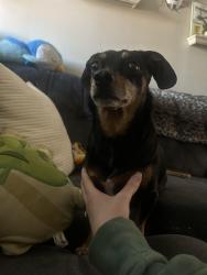 Found/Stray Male Dog last seen 8th and S oak street, Spokane, WA 99204