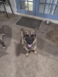 Lost Female Dog last seen Sw 280 st, Homestead, FL 33033