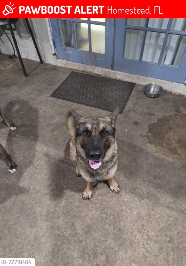 Lost Female Dog last seen Sw 280 st, Homestead, FL 33033
