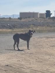Lost Male Dog last seen this poor baby was hanging out on W Santa Fe Ave. in Hesperia between Sequoia St. and Capri St. i tried to give water but the dog ran off. it has a collar as well., Hesperia, CA 92345