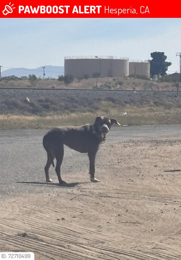 Lost Male Dog last seen this poor baby was hanging out on W Santa Fe Ave. in Hesperia between Sequoia St. and Capri St. i tried to give water but the dog ran off. it has a collar as well., Hesperia, CA 92345