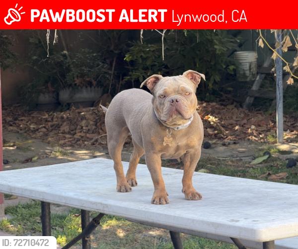 Lost Female Dog last seen Alameda and imperial Highway, Lynwood, CA 90262