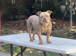 Lost Female Dog last seen Alameda and imperial Highway, Lynwood, CA 90262