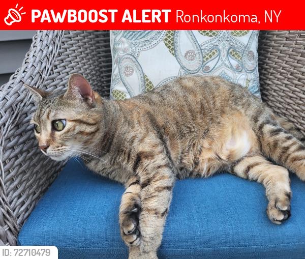 Lost Female Cat last seen 18th Avenue, Ronkonkoma, NY 11779