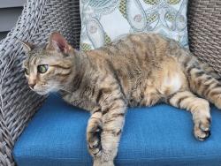 Lost Female Cat last seen 18th Avenue, Ronkonkoma, NY 11779