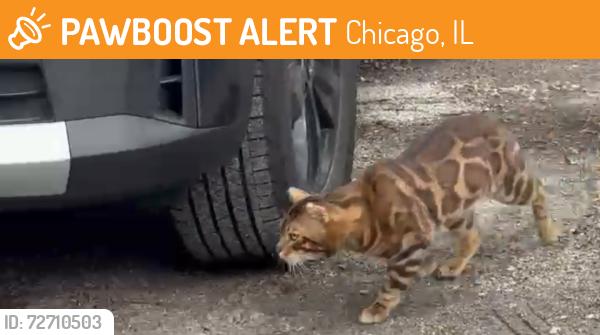 Found/Stray Unknown Cat last seen Garfield mental health, Chicago, IL 60624