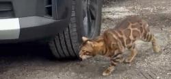 Found/Stray Unknown Cat last seen Garfield mental health, Chicago, IL 60624
