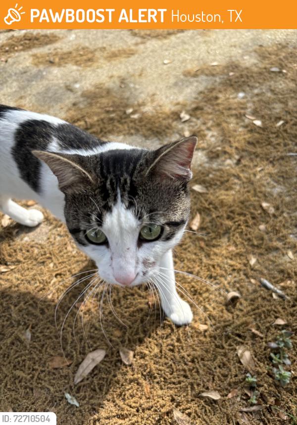Found/Stray Male Cat last seen Shadowbriar elementary , Houston, TX 77077