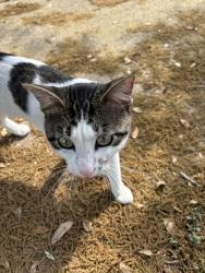 Found/Stray Male Cat last seen Shadowbriar elementary , Houston, TX 77077