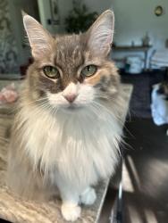 Lost Female Cat last seen Campbell and Custer, Richardson, TX 75080