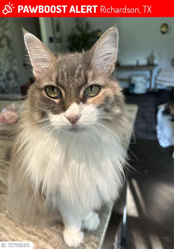 Lost Female Cat last seen Campbell and Custer, Richardson, TX 75080