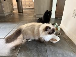 Lost Male Cat last seen Sea St,  New Smyrna Beach, FL, New Smyrna Beach, FL 32168