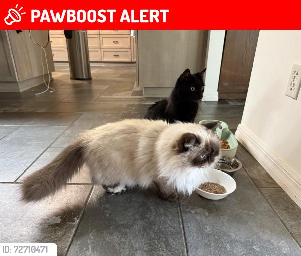 Lost Male Cat last seen Sea St,  New Smyrna Beach, FL, New Smyrna Beach, FL 32168