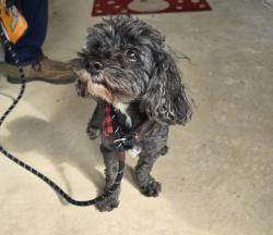 Found/Stray Male Dog last seen Nolina Lane, Round Rock, TX 78681