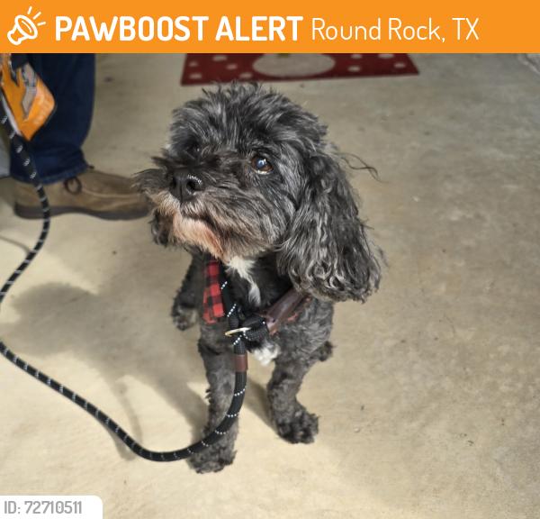 Found/Stray Male Dog last seen Nolina Lane, Round Rock, TX 78681