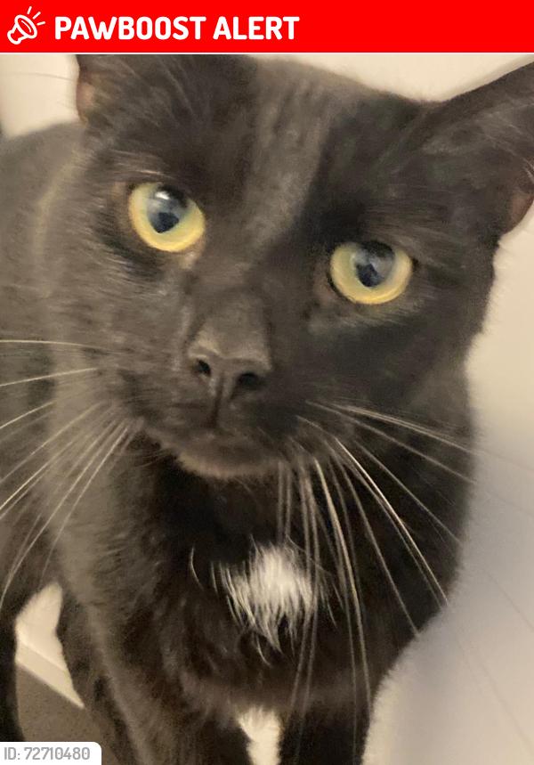 Lost Male Cat last seen Near Netherhouse Place, G34 0DT, Glasgow City, Scotland G34 0DT