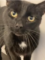 Lost Male Cat last seen Near Netherhouse Place, G34 0DT, Glasgow City, Scotland G34 0DT