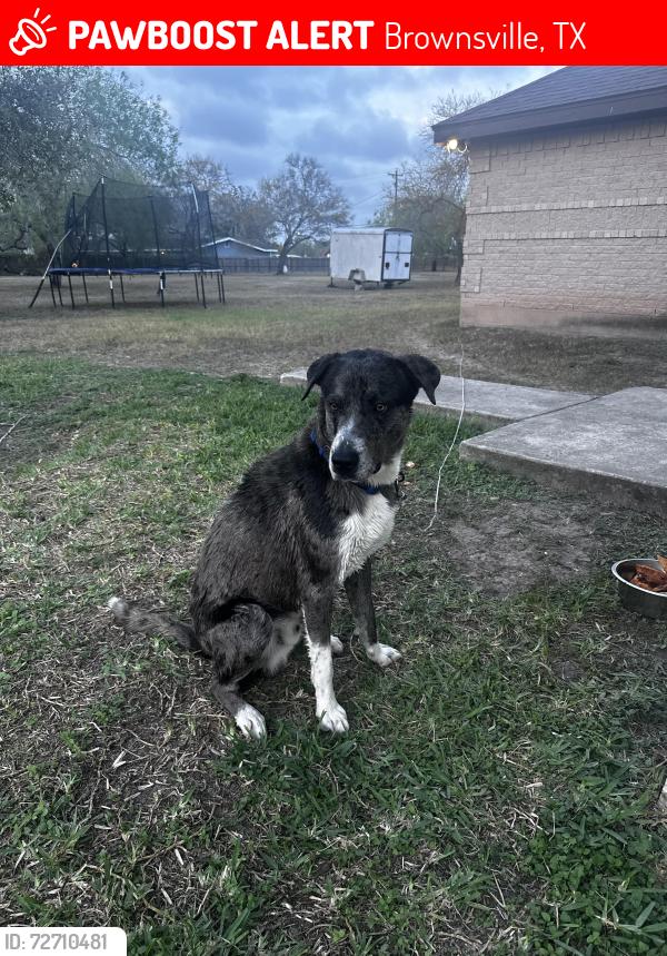 Lost Male Dog last seen Lopez High School, Brownsville, TX 78521