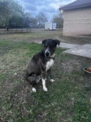 Lost Male Dog last seen Lopez High School, Brownsville, TX 78521