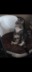 Lost Male Cat last seen Near Davis track between South 9th Ave and Cornell, Yakima, WA 98902