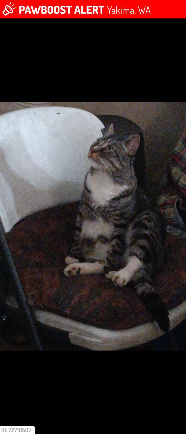 Lost Male Cat last seen Near Davis track between South 9th Ave and Cornell, Yakima, WA 98902