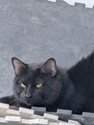 Found/Stray Unknown Cat last seen Dakota and Chesterfield , Winnipeg, MB R2M