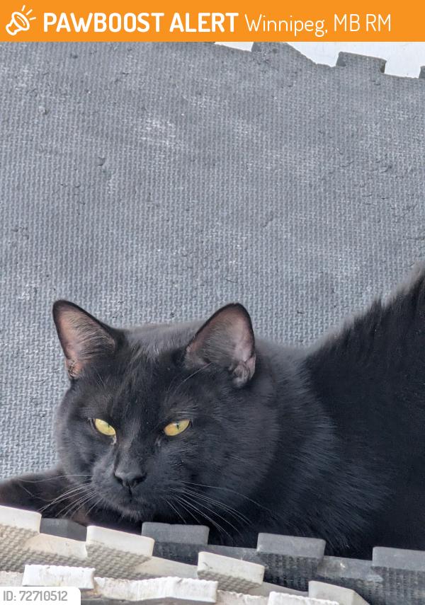 Found/Stray Unknown Cat last seen Dakota and Chesterfield , Winnipeg, MB R2M