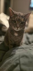 Lost Female Cat last seen Chickweed, Blacklick, OH 43004
