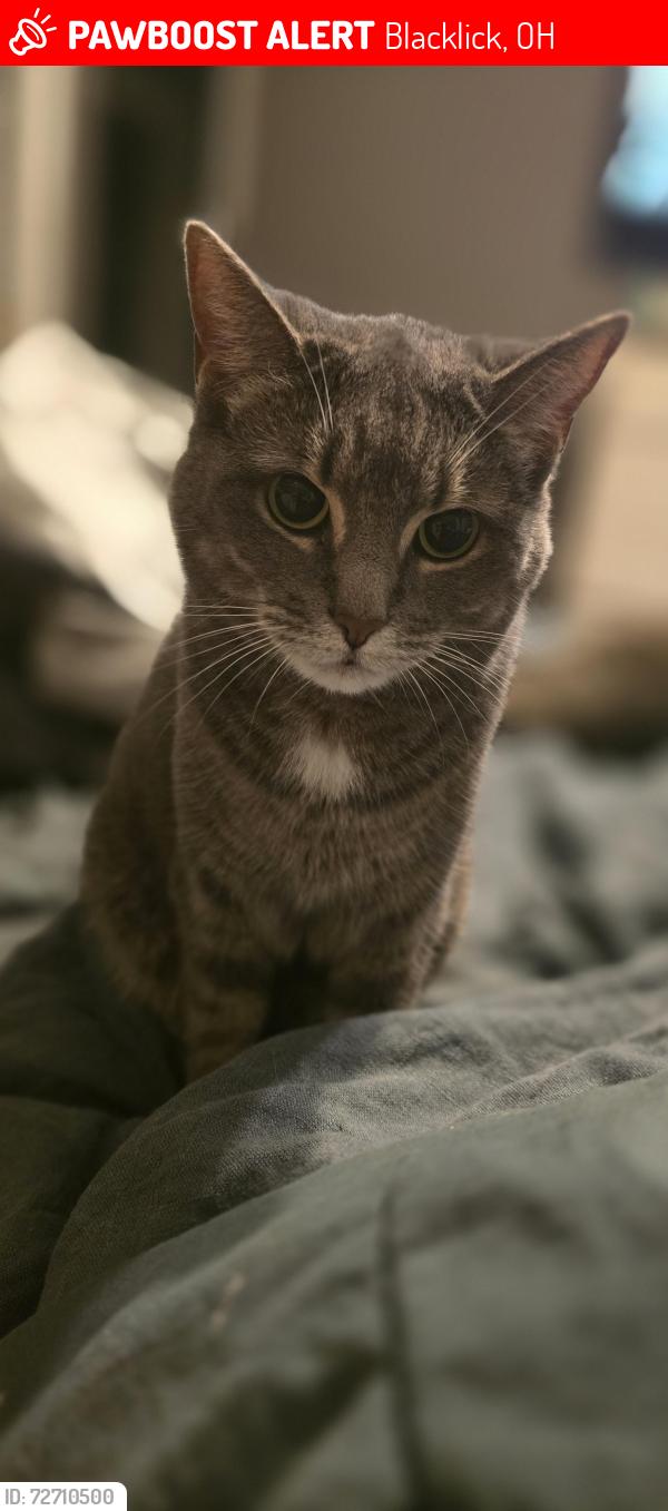 Lost Female Cat last seen Chickweed, Blacklick, OH 43004