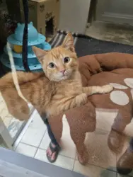 Lost Male Cat last seen Animal Anti Cruelty League, Johannesburg South, GP 2197