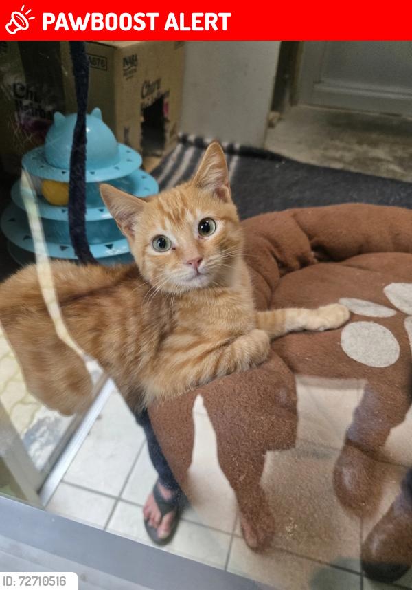 Lost Male Cat last seen Animal Anti Cruelty League, Johannesburg South, GP 2197