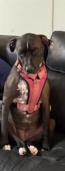 Lost Female Dog last seen West gap creek - brown st, Greer, SC 29651