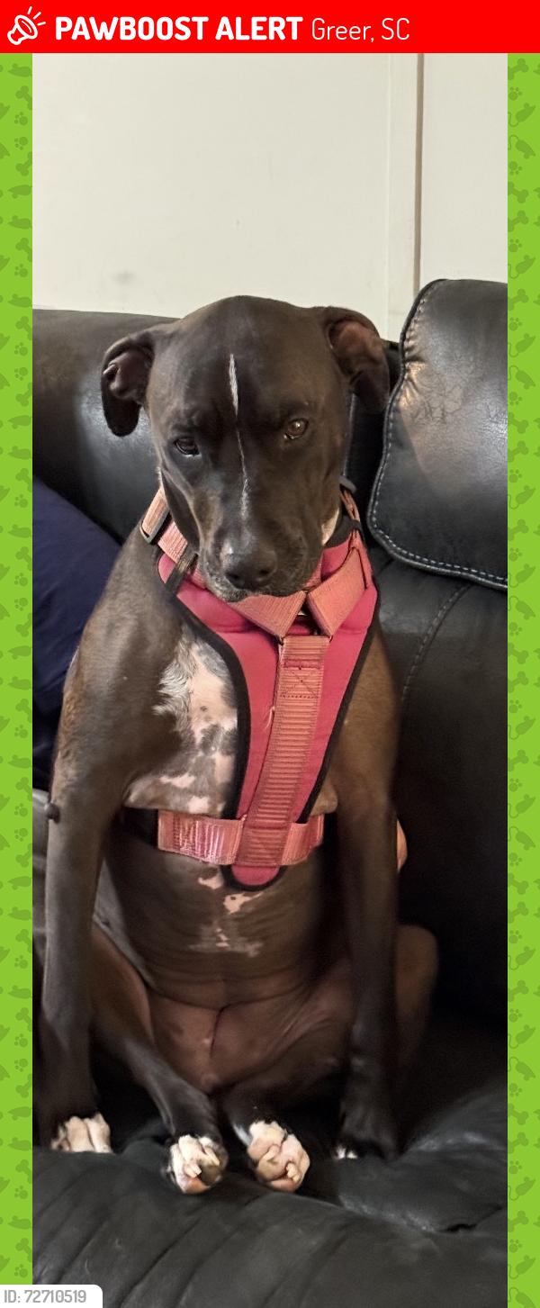 Lost Female Dog last seen West gap creek - brown st, Greer, SC 29651