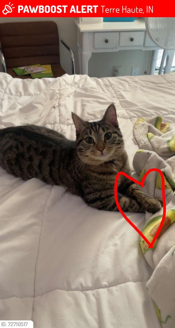 Lost Male Cat last seen 19th st near Greenwood manor , Terre Haute, IN 47802