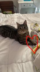 Lost Male Cat last seen 19th st near Greenwood manor , Terre Haute, IN 47802