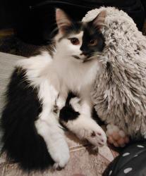 Lost Female Cat last seen Between SE Clinton & Jesse Ct at 101st , Portland, OR 97266