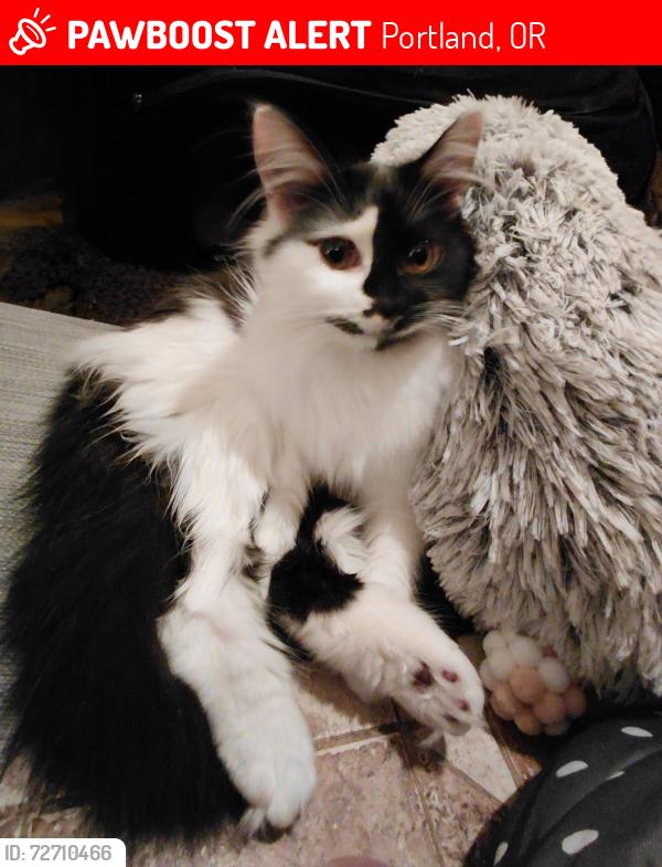 Lost Female Cat last seen Between SE Clinton & Jesse Ct at 101st , Portland, OR 97266