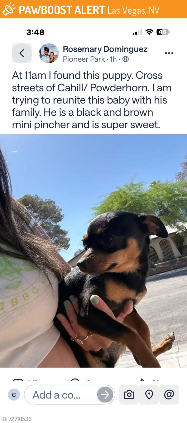 Found/Stray Male Dog last seen Cahill and Powderhotn, Las Vegas, NV 89128