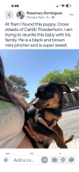 Found/Stray Male Dog last seen Cahill and Powderhotn, Las Vegas, NV 89128