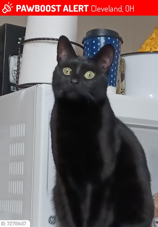 Lost Female Cat last seen West 63rd street, Cleveland, OH 44144