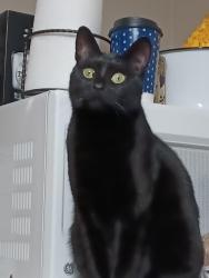 Lost Female Cat last seen West 63rd street, Cleveland, OH 44144