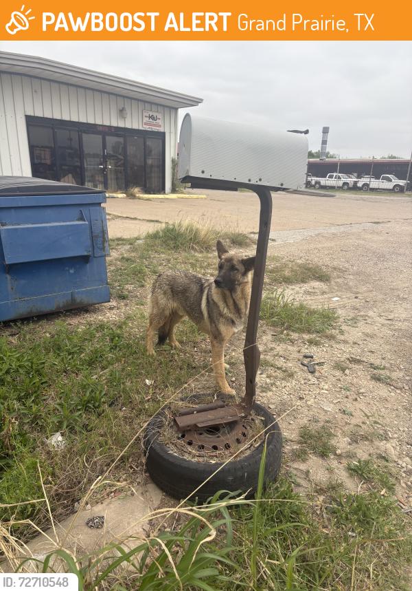 Found/Stray Male Dog last seen E Jefferson St and Camden Rd, Grand Prairie, TX 75051