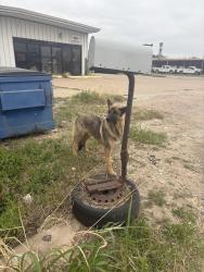 Found/Stray Male Dog last seen E Jefferson St and Camden Rd, Grand Prairie, TX 75051